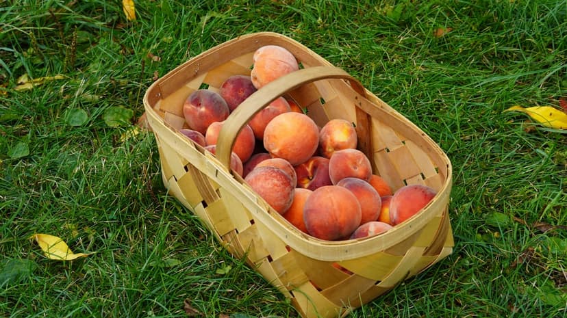 Ripe peaches with fuzzy orange skin overflow from a woven basket onto a lush green lawn in golden sunlight.
