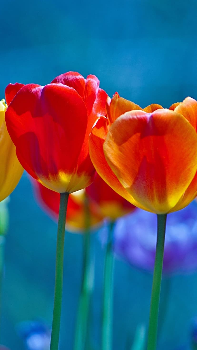 Red and orange tulips stand in a sunlit garden with a soft blue and purple blurred floral background in the sun.