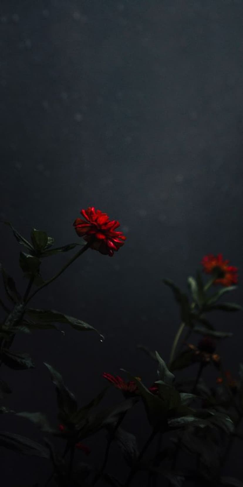 Red zinnia flower with soft petals and a small dewdrop against a dark, blurred background in a macro view.
