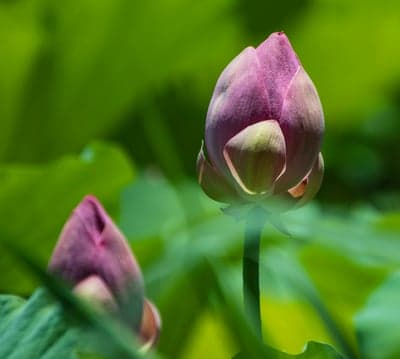 Pink Lotus Flower Buds in Soft Sunlight