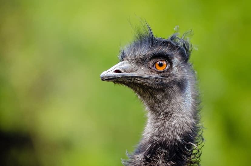 Emu with a piercing orange eye and dark textured feathers stands against a blurred green forest background.