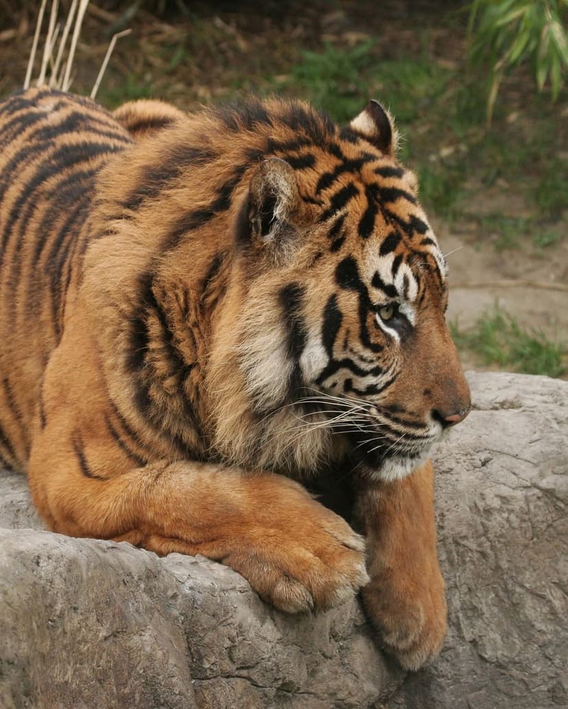 Tiger with orange and black fur rests its head on a grey rock with its gaze fixed toward the side in the wild.