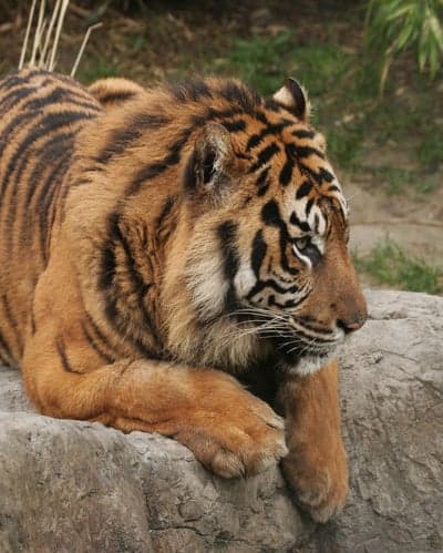 Close-up of a majestic tiger lying on a rock