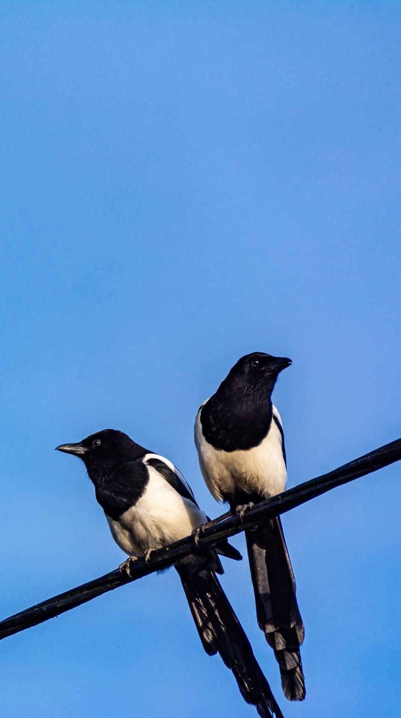 Two black and white magpies with long tails sit on a horizontal wire against a solid bright blue sky.