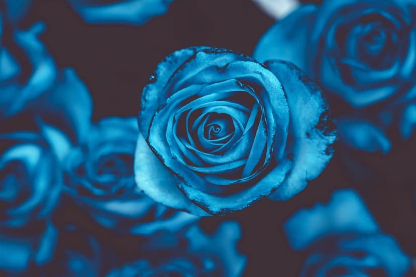Blue rose petals unfurl in a tight macro spiral against a dark background with soft lighting on velvet textures.