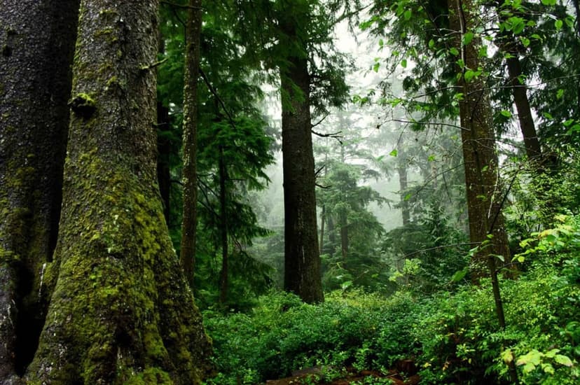 Moss-covered tree trunks stand amidst thick white fog and dense green ferns in a misty temperate rainforest.