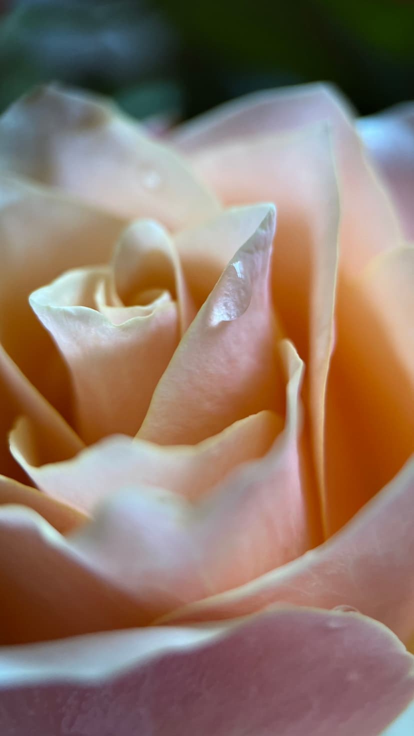 Peach rose petals featuring glistening water droplets and a central swirl in a soft-focus macro view.