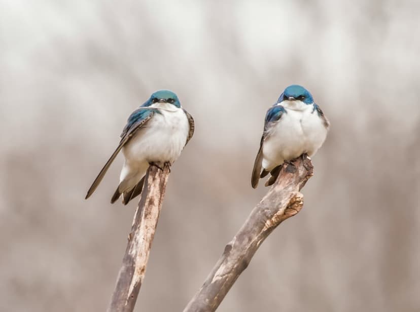 Tree swallows with iridescent blue heads and white chests sit on a bare branch against a blurred green background.