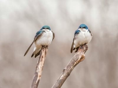 Two Tree Swallows Perched on a Branch