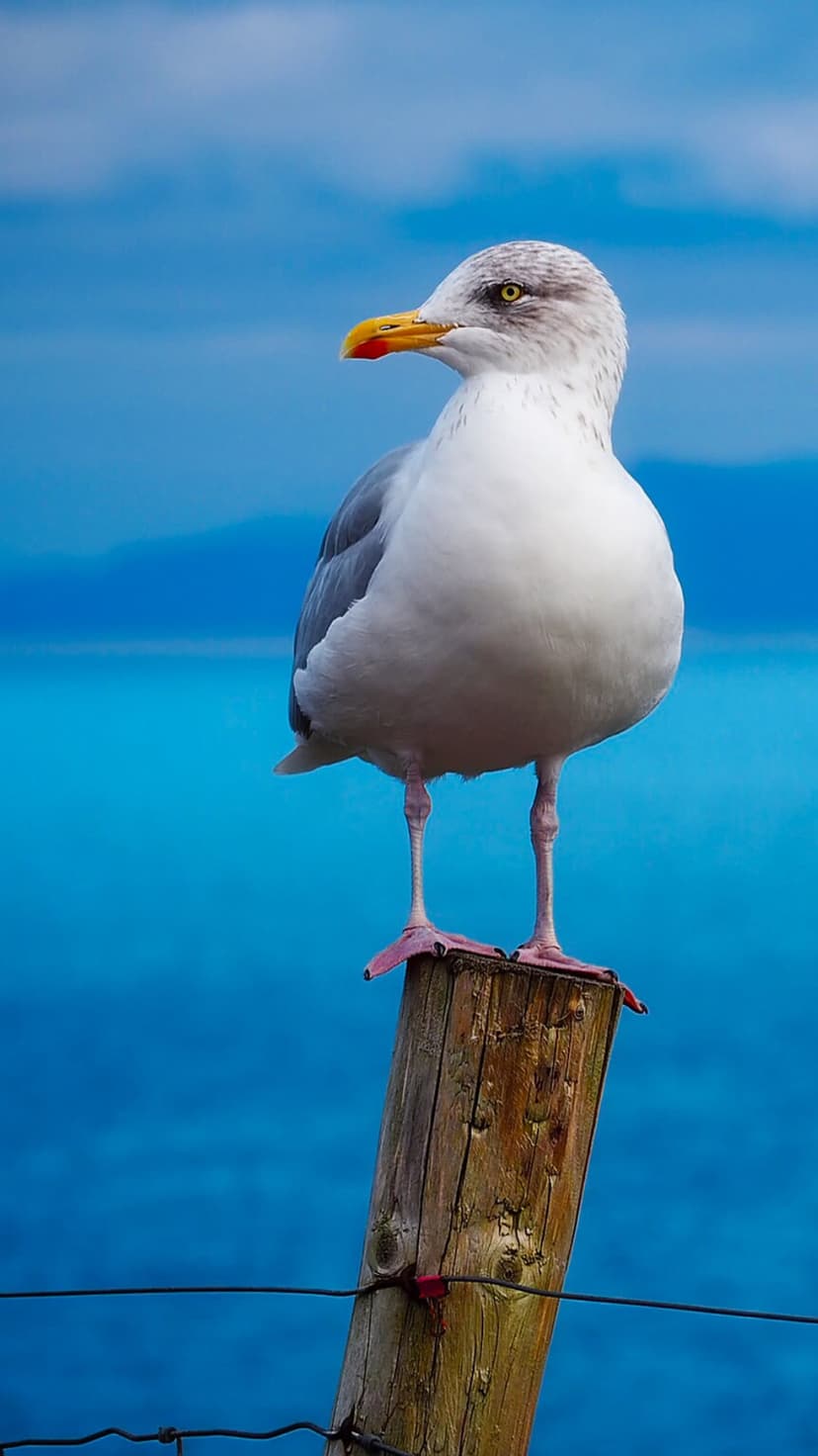 White seagull with a yellow beak perches on a wooden post against a clear blue sky in a vertical coastal shot.
