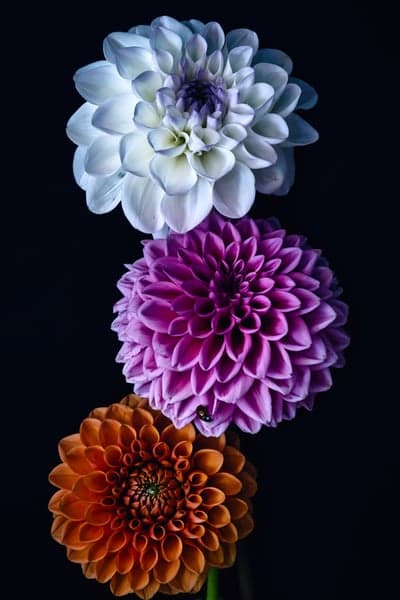 Three Colorful Dahlias Against a Dark Background