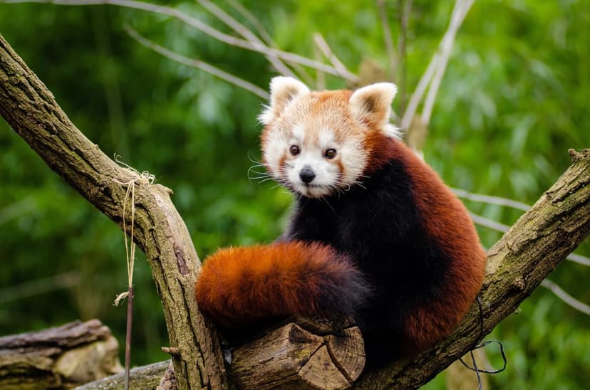 Red panda with copper fur and a ringed tail rests on a thick branch amidst blurred green forest leaves.