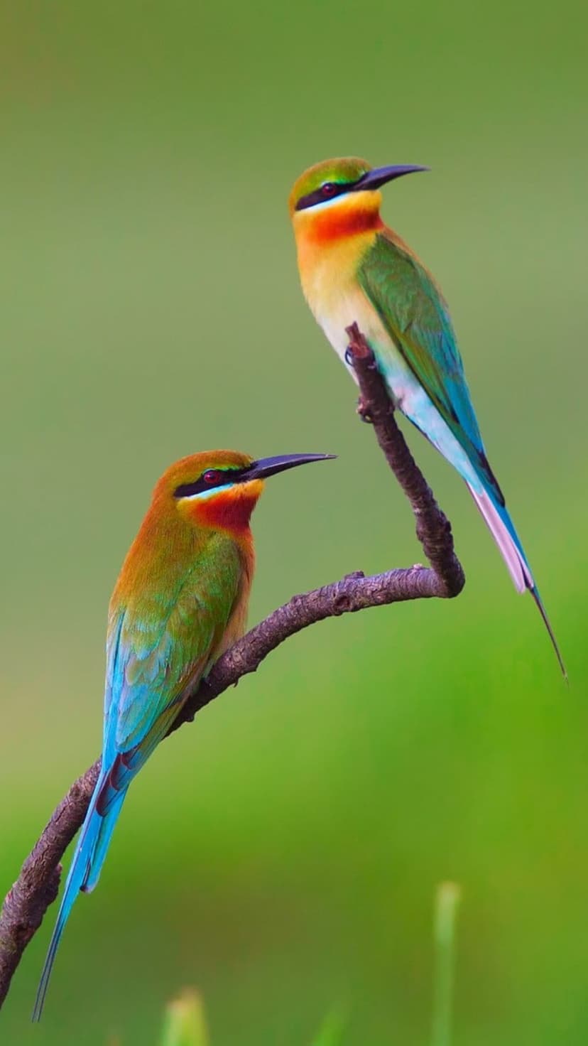 Two bee-eaters with green and blue feathers sit on a branch against a blurred soft green forest background.