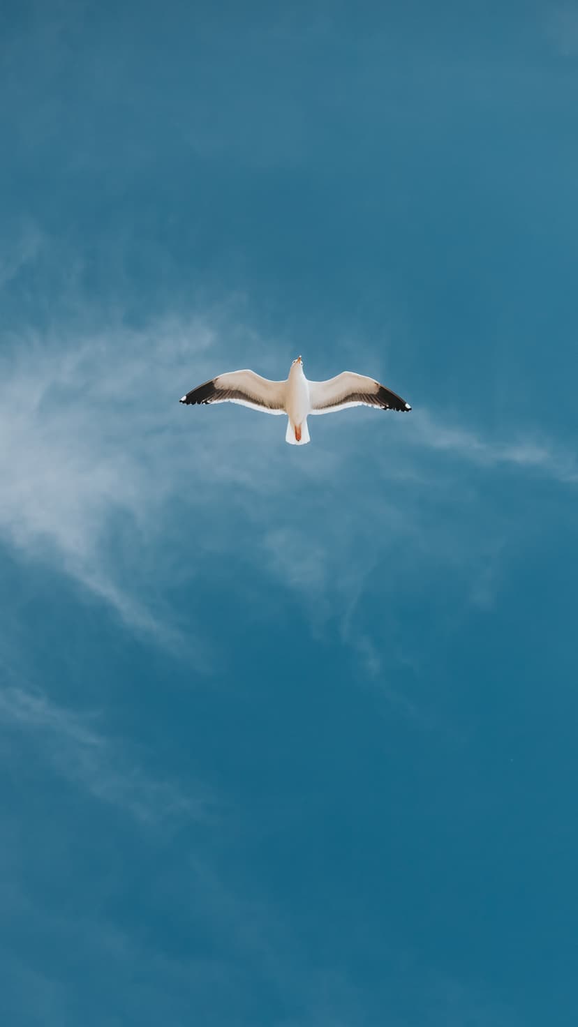 Seagull with white wings spread wide soars through a bright blue sky with soft, scattered clouds in the background.