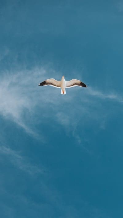 Seagull Gliding Through Azure Skies Mobile Background