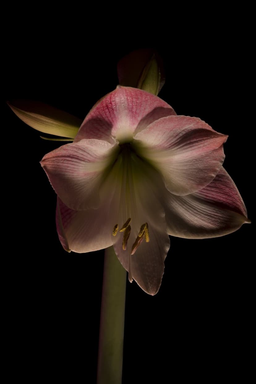 Pink and white amaryllis petals with visible stamens stand out against a solid black background in macro detail.
