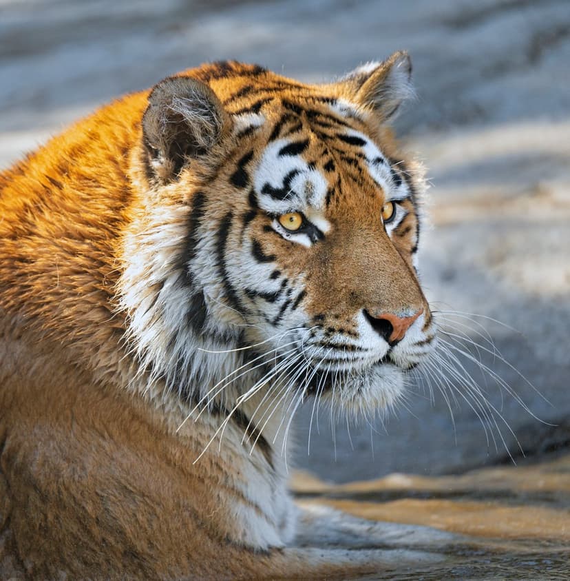 Bengal tiger face with golden eyes, black stripes, and white whiskers in a tight vertical portrait composition.