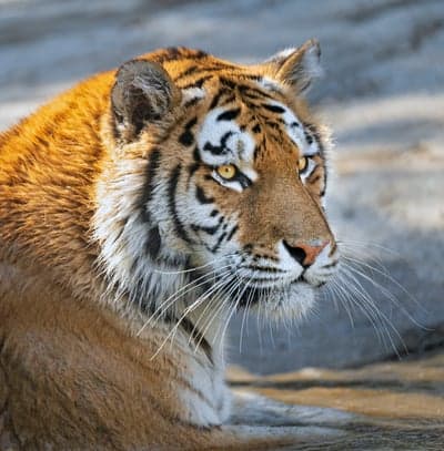 Close-up of a majestic tiger's face and fur