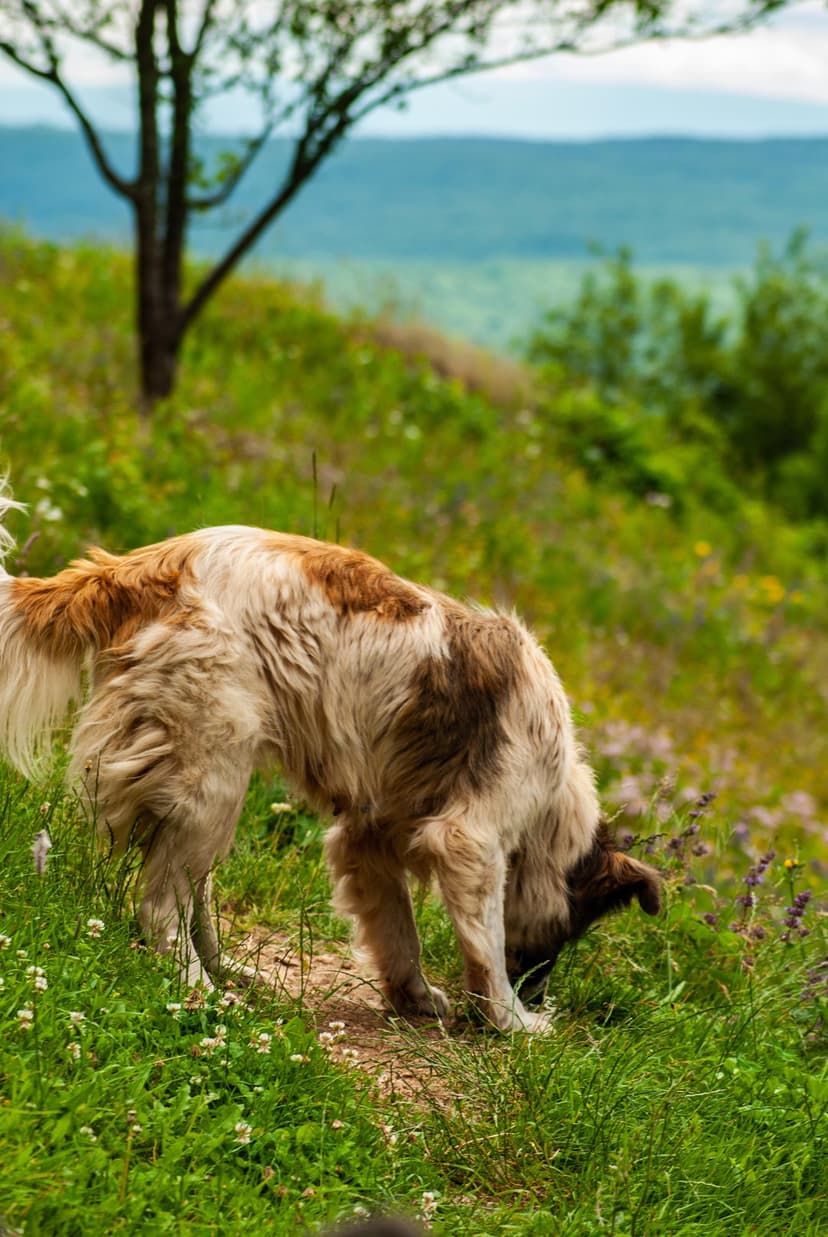 Long-haired brown and white dog sniffing green grass among wildflowers with rolling hills and a tree behind.