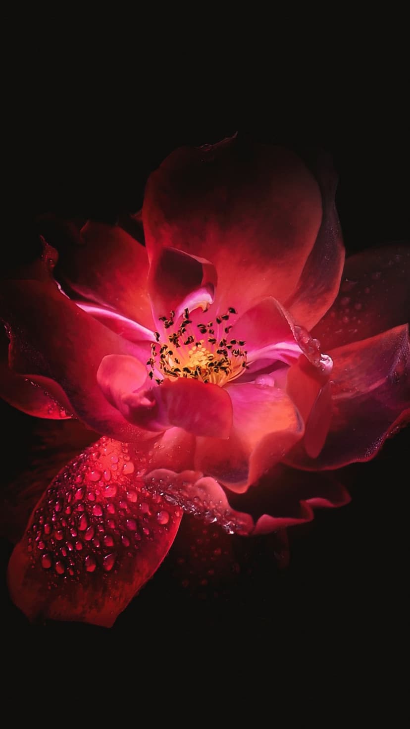 Deep red rose with water droplets on velvety petals and a yellow stamen against a solid black background.