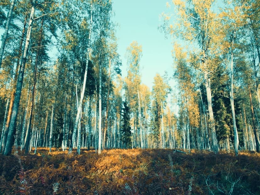 White birch trees with yellow leaves stand over a carpet of orange foliage under a pale blue autumn sky.