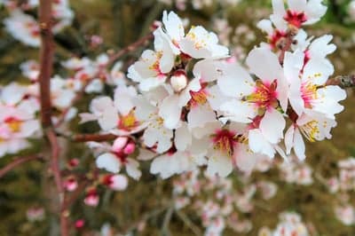Close-up of delicate white almond blossoms with pink centers