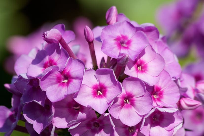 Purple phlox flowers with pink centers and delicate petals shown in a macro view against a blurred background.