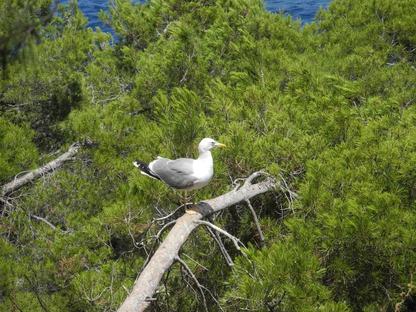 Seagull with a yellow beak perches on a pine branch with needles, overlooking blue ocean water in the distance.