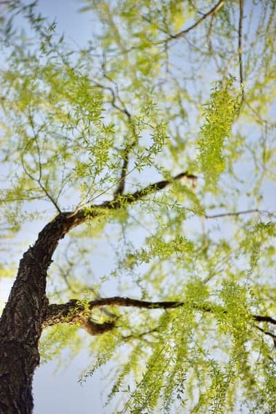 Light Green Willow Tree Branches Against Blue Sky