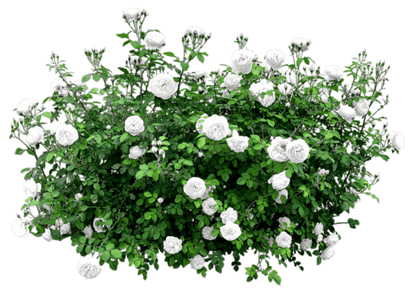 White rose bush featuring dense green foliage and numerous open ivory blossoms on a transparent background.