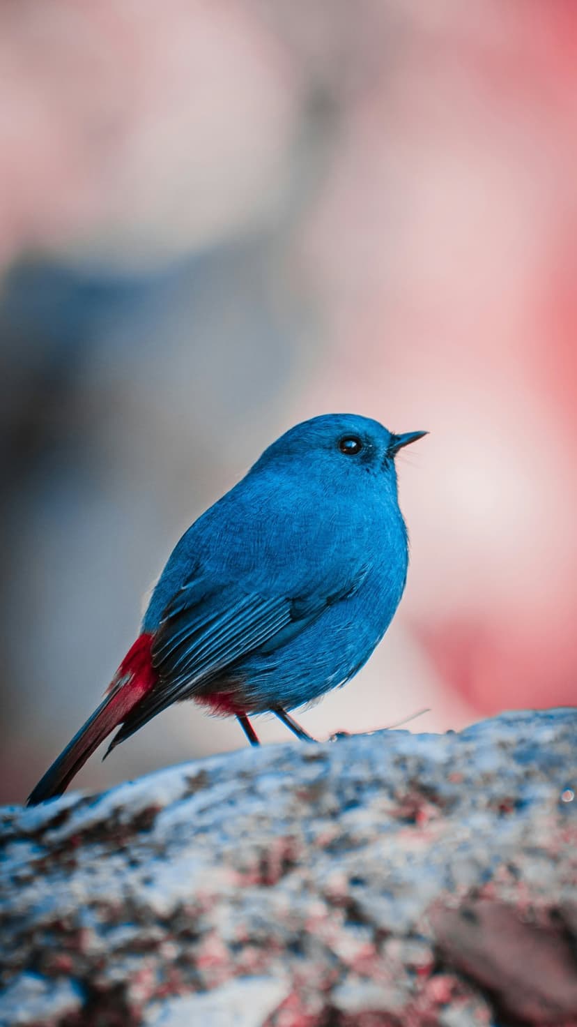 Blue songbird with a bright red tail perches on a grey stone against a soft pink and blue out-of-focus background.