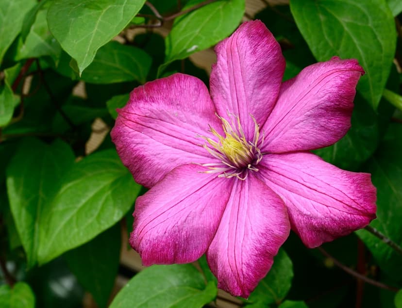 Magenta Clematis flower with yellow stamens and veined petals set against a backdrop of glossy green leaves.