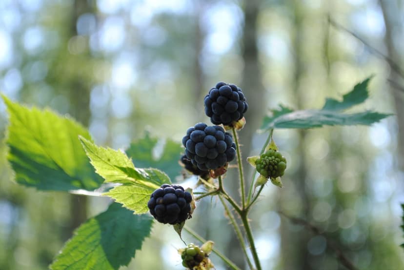 Ripe purple blackberries hang on a branch alongside a green leaf under shimmering golden forest light.