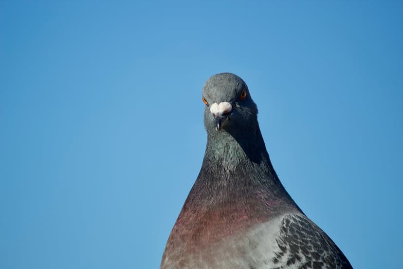 Pigeon with an orange eye and iridescent feathers faces forward against a cloudless blue sky background.