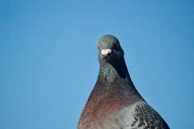 Detailed Pigeon Portrait Against Blue Sky Mobile Background