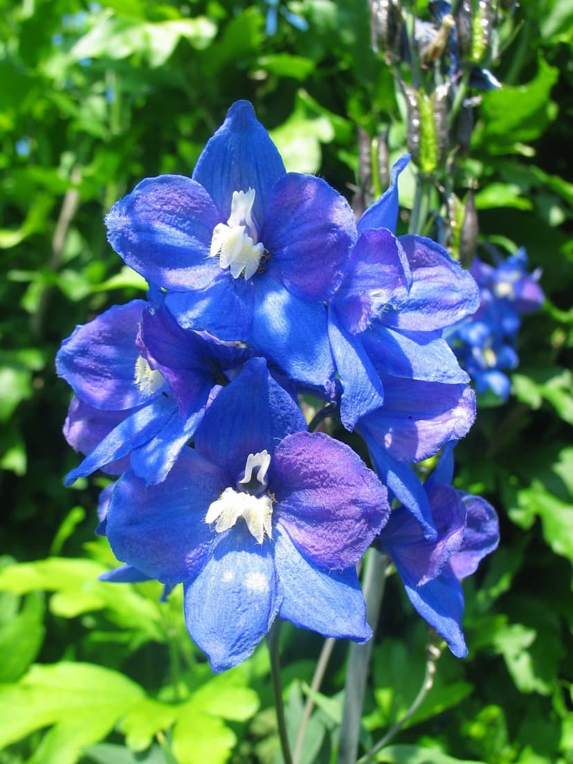 Blue delphinium flowers with purple accents and white centers cluster against a soft green leafy background.
