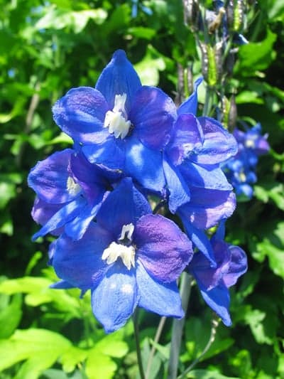 Electric Blue Delphinium Blooms Vertical Phone Background