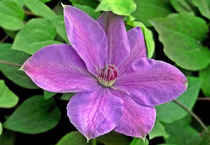 Purple clematis flower with a detailed cream center and velvety petals surrounded by soft green foliage.