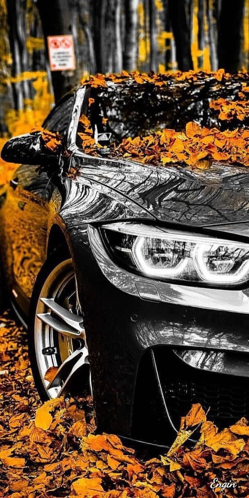 Black sports car headlights and wheels are partially covered by bright orange maple leaves in a misty forest.