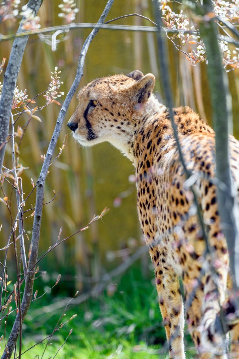 Cheetah with black tear marks looks through green leaves and small white flowers in soft natural sunlight.