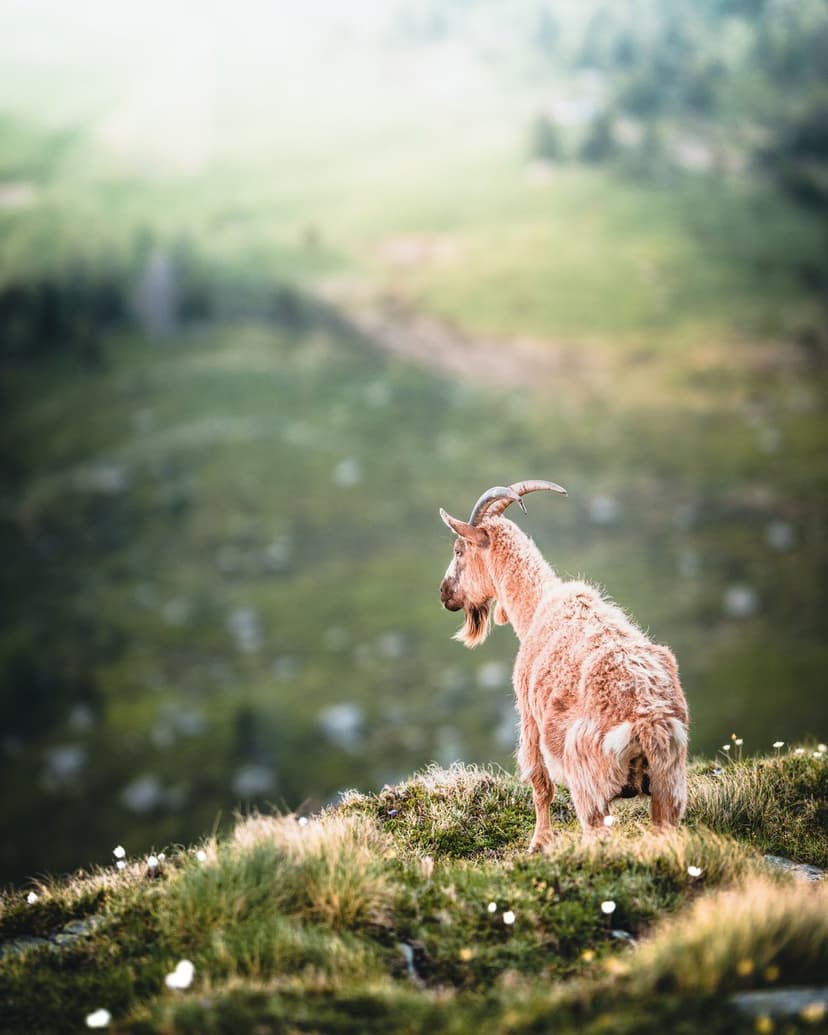 Light brown goat stands on a flower-dotted hill overlooking a misty green mountain valley under soft sunlight.