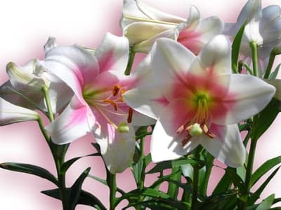 Stunning Pink and White Lilies in Bloom
