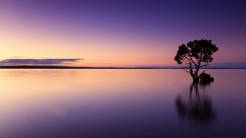 Lone tree silhouette reflects in calm violet water under a soft orange and purple twilight sky at dusk.