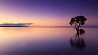 Lone Tree in Tranquil Water During Purple Sunset