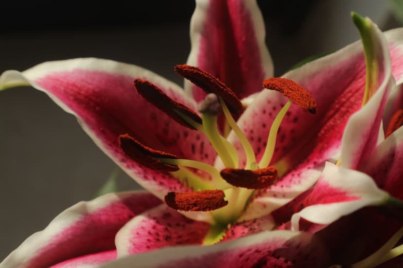 Stargazer lily petals with pink spots and pollen-dusted anthers shown in a detailed macro botanical close-up.