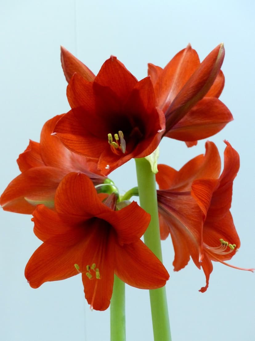 Red amaryllis flowers with prominent stamens and velvety petals shown in a tight macro vertical close-up view.