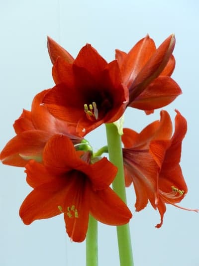 Vibrant Red Amaryllis Flowers Blooming in Spring