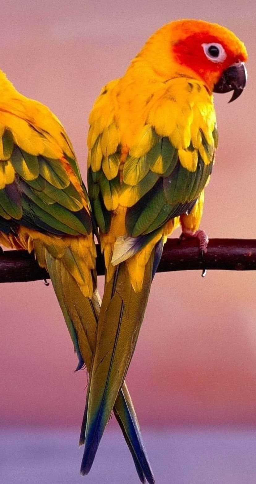 Two Sun Conure parrots with yellow and orange feathers perched on a wood branch against a pink and purple sky.