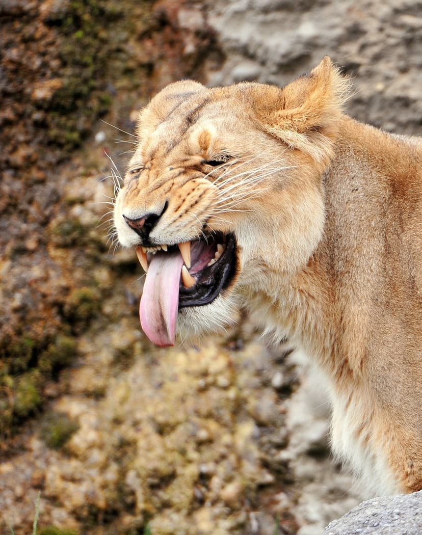 Lioness mid-roar with a long pink tongue extended and narrowed eyes against a textured grey rock background.