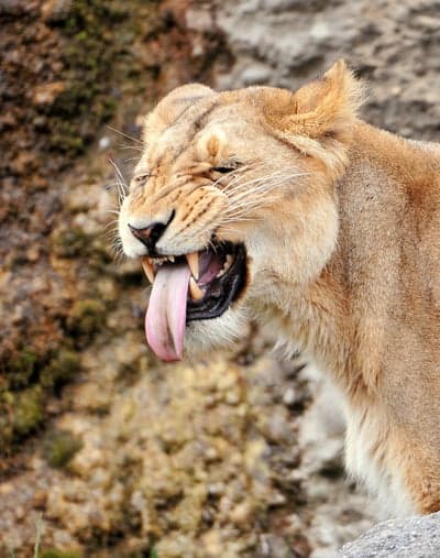 Lioness with Tongue Out Captures Fierce Moment